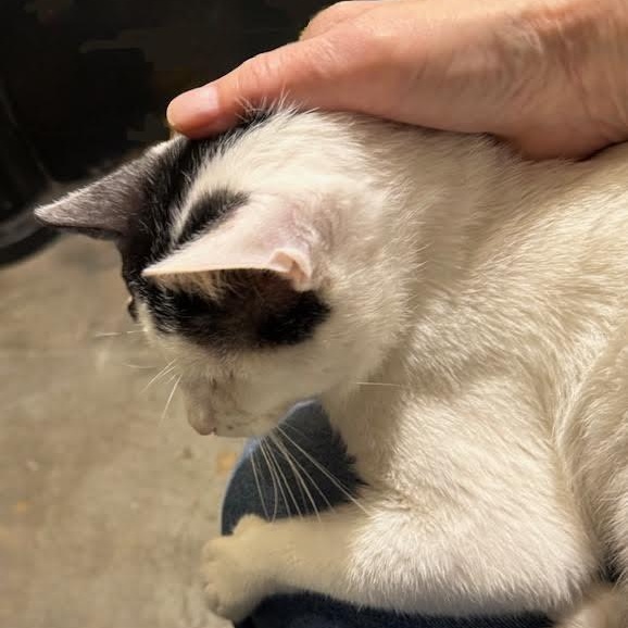 Frosty the Snow Cat, a ADOPTABLE mixed breed in CHICAGO, IL image 5/6