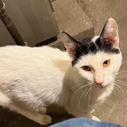 Frosty the Snow Cat, a ADOPTABLE mixed breed in CHICAGO, IL image 4/6