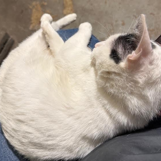 Frosty the Snow Cat, a ADOPTABLE mixed breed in CHICAGO, IL image 6/6