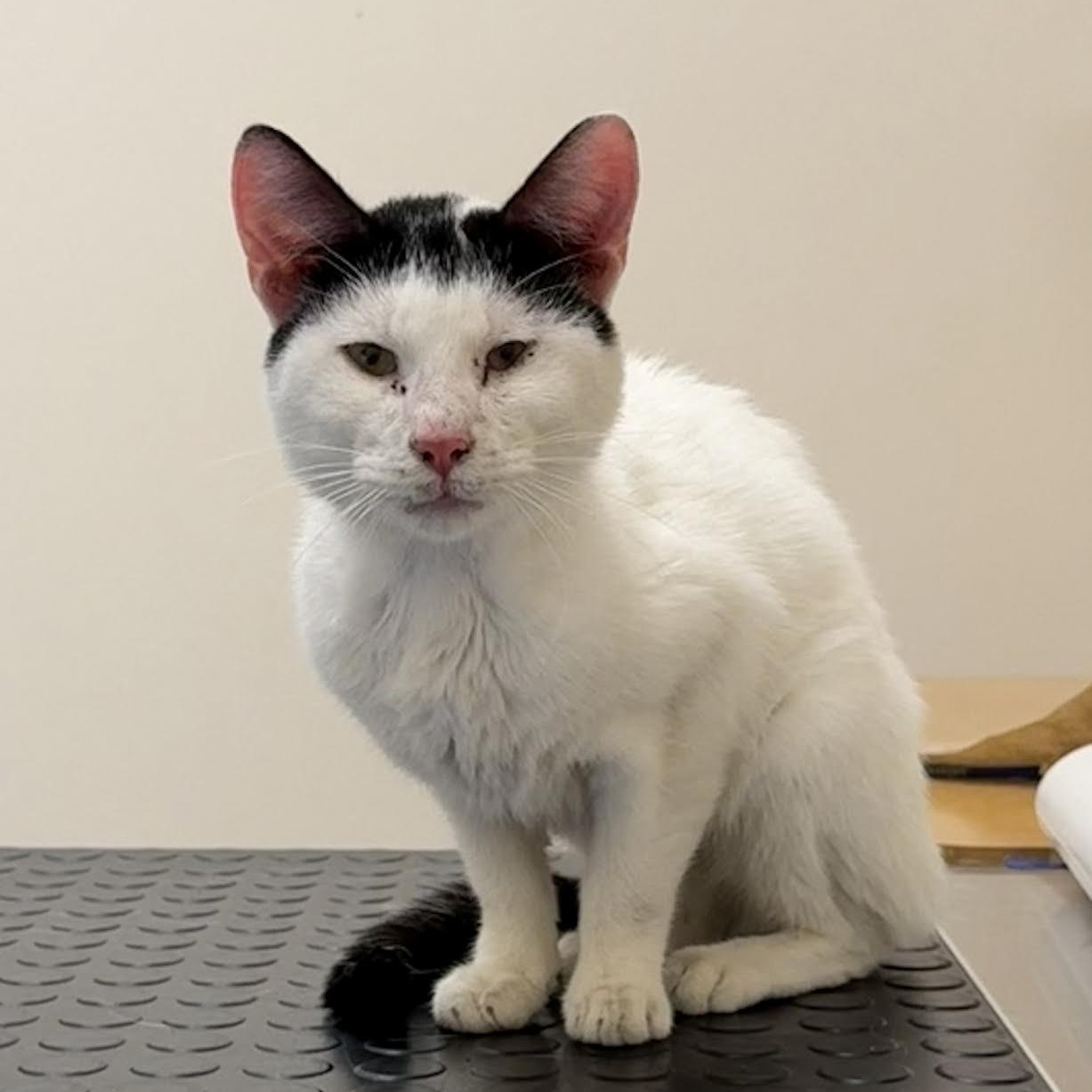 Frosty the Snow Cat, a ADOPTABLE mixed breed in CHICAGO, IL image 3/6