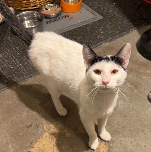 Frosty the Snow Cat, ADOPTABLE, Young Male Domestic Short Hair.