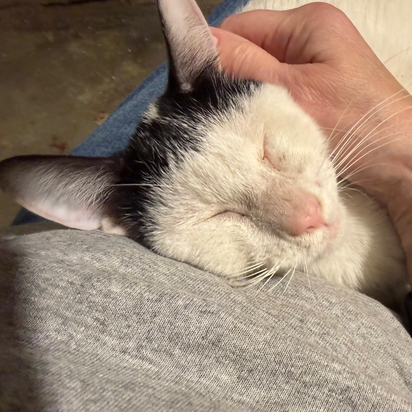 Frosty the Snow Cat, a ADOPTABLE mixed breed in CHICAGO, IL image 2/6