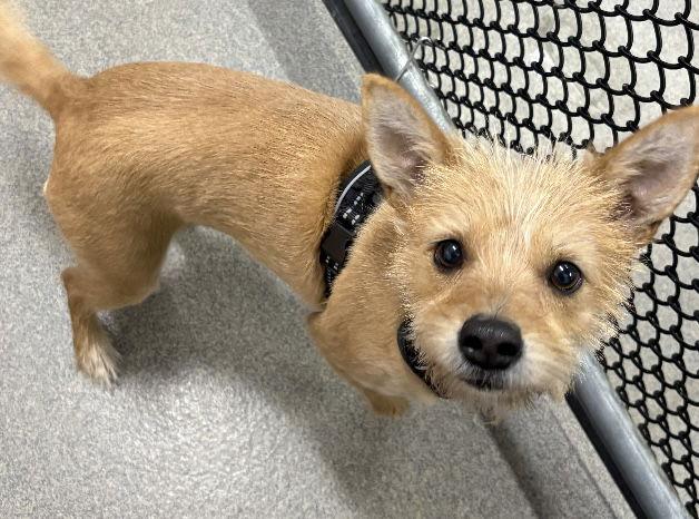 Enlarge Scraggles 3 yrs old, a Adopted Terrier in Sterling, MA image 1/1