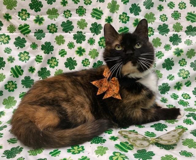MADELINE, Adoptable, Adult Female Domestic Short Hair.