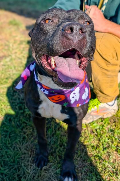 Black Cat thumbnail 3