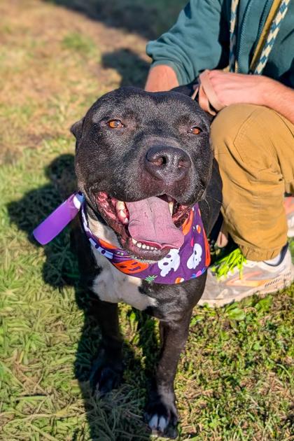 Black Cat thumbnail 4