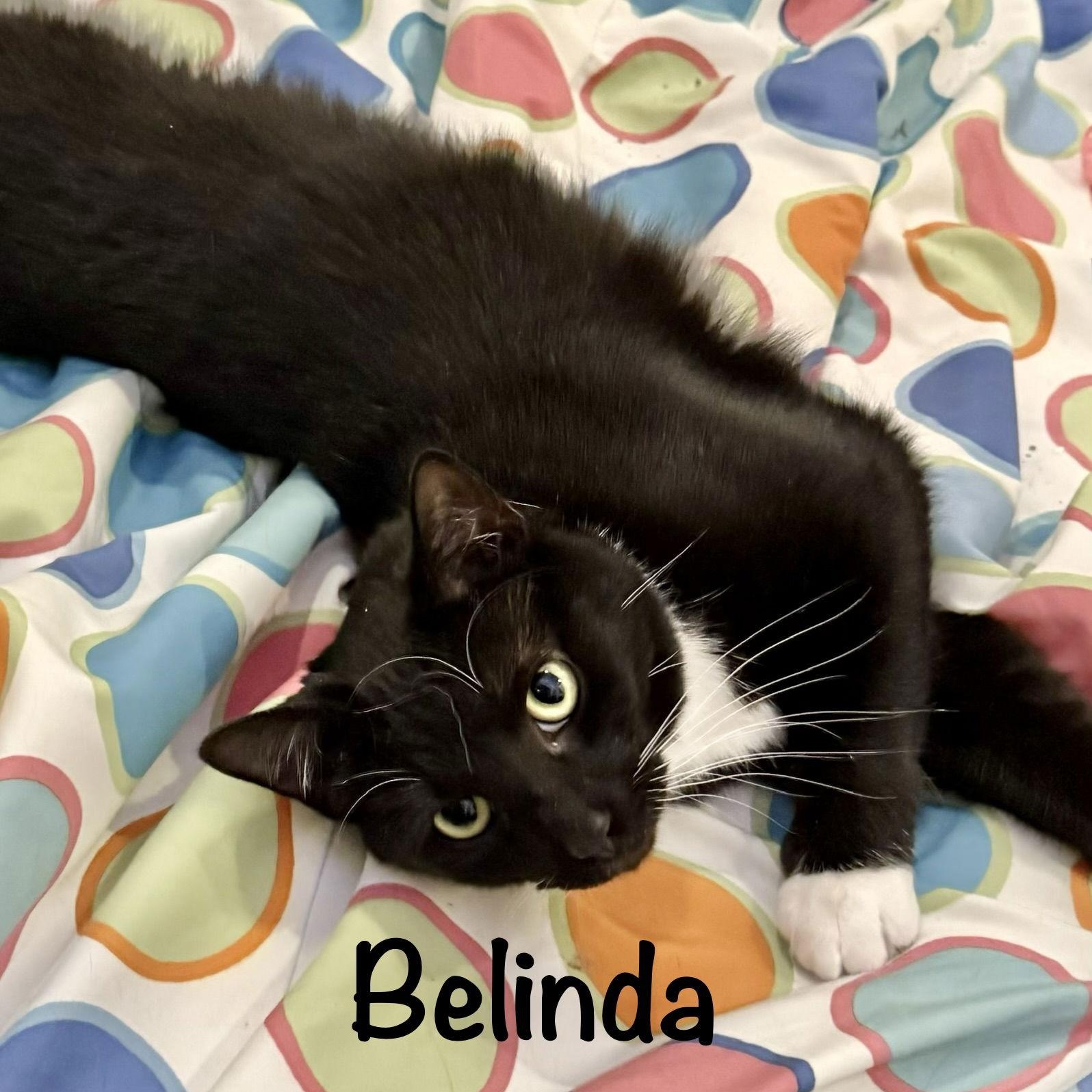 Belinda, Adoptable, Young Female Domestic Short Hair.