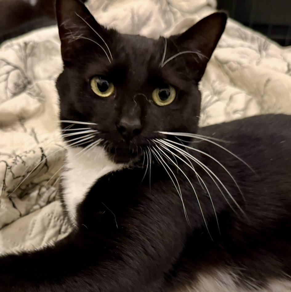 Belinda, a Adoptable Domestic Short Hair in Reston, VA image 2/3