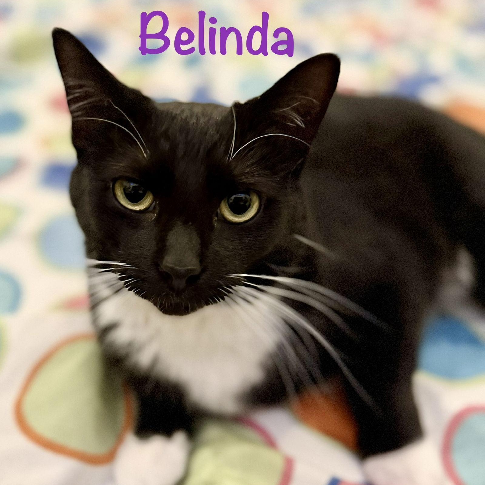Belinda, a Adoptable Domestic Short Hair in Reston, VA image 3/3