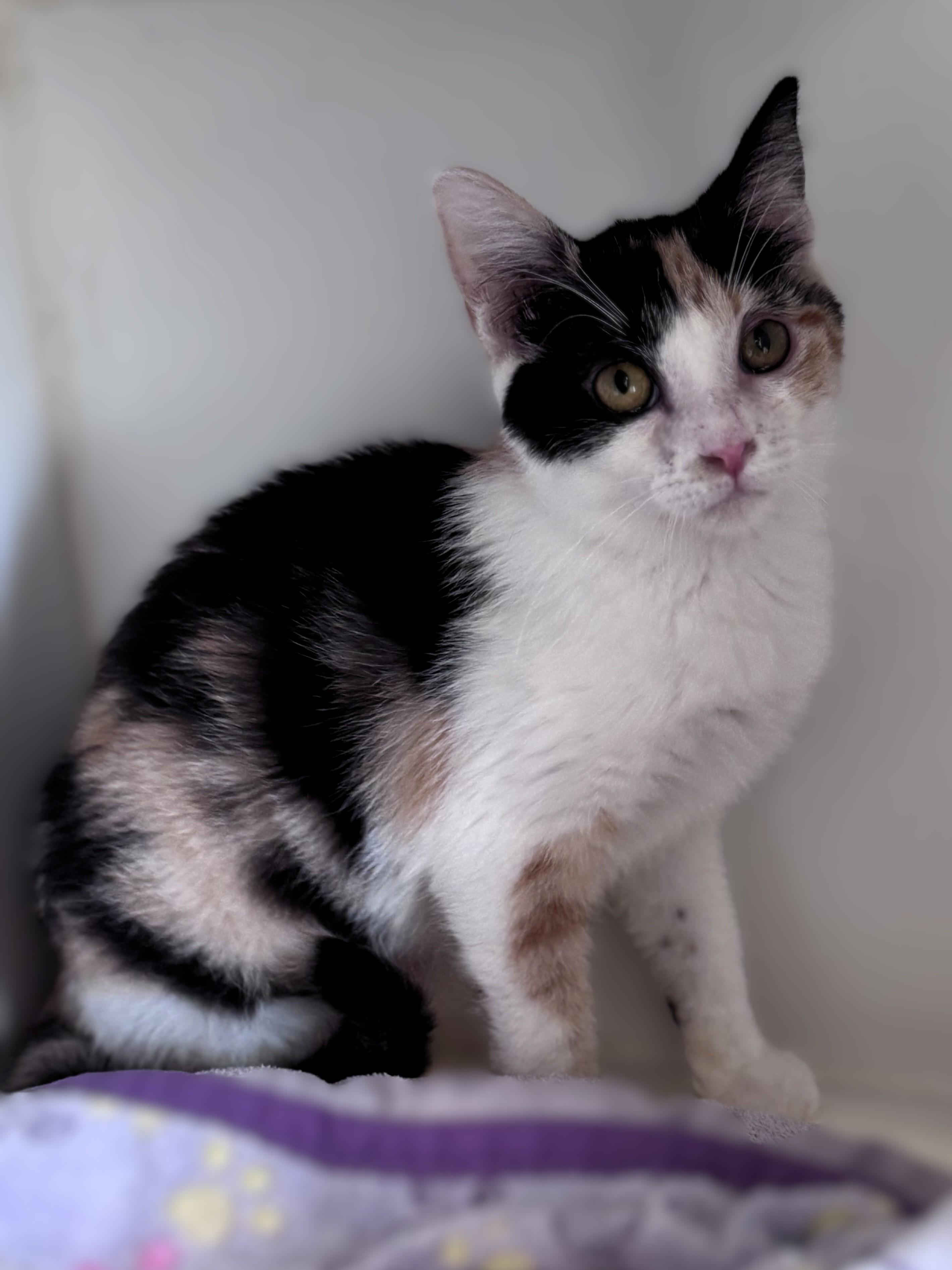 Enlarge Meatball, an adopted Domestic Short Hair in Pekin, IL image 1/1