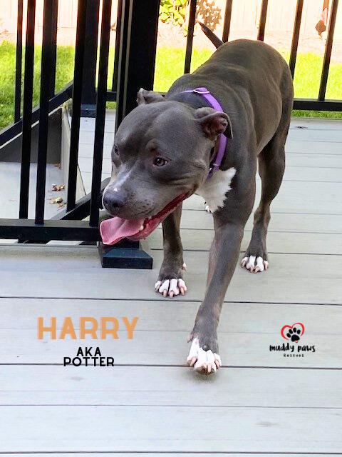 Harry aka Potter:  Harry Potter Litter, Adoptable, Young Male Pit Bull Terrier.