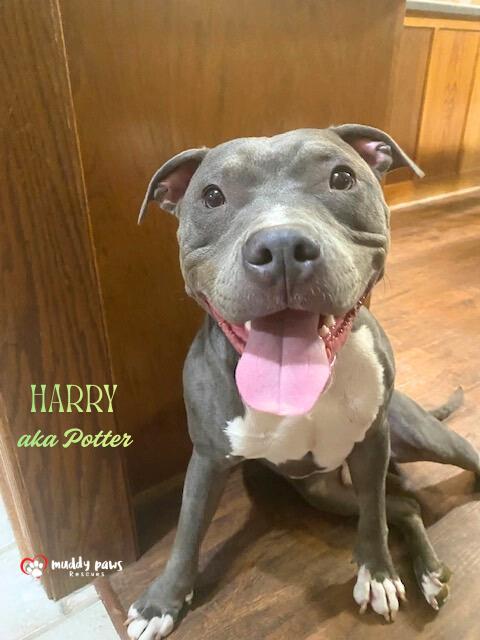 Enlarge Harry aka Potter:  Harry Potter Litter, a Adoptable mixed breed in Council Bluffs, IA image 2/6