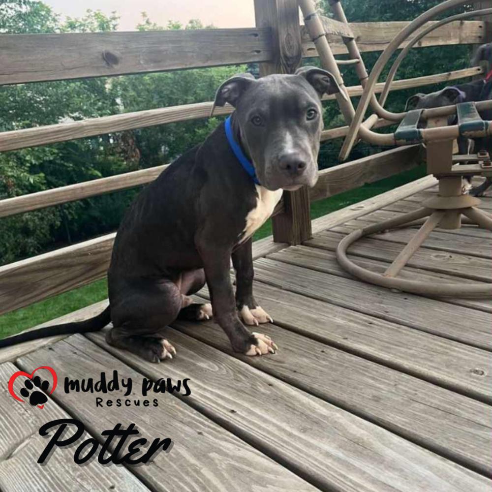 Potter: Harry Potter Litter, Adoptable, Puppy Male Pit Bull Terrier.