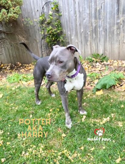 Enlarge Harry aka Potter:  Harry Potter Litter, a Adoptable mixed breed in Council Bluffs, IA image 3/6