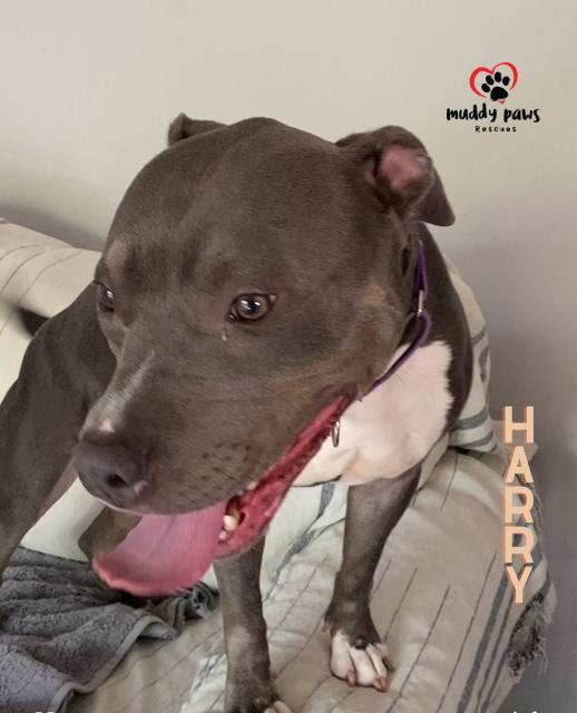 Enlarge Harry aka Potter:  Harry Potter Litter, a Adoptable mixed breed in Council Bluffs, IA image 4/6