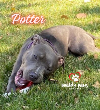 Potter: Harry Potter Litter, a Adoptable mixed breed in Council Bluffs, IA image 2/4