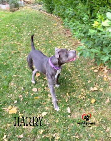 Harry aka Potter: Harry Potter Litter, Adoptable, Young Male Pit Bull Terrier.