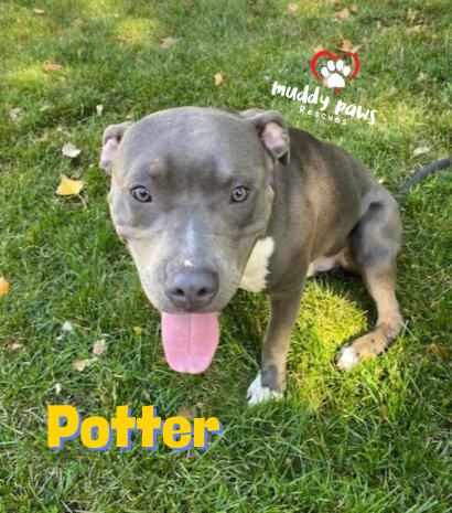Potter: Harry Potter Litter, a Adoptable mixed breed in Council Bluffs, IA image 3/4