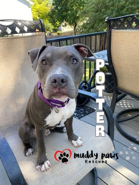 Potter: Harry Potter Litter, a Adoptable mixed breed in Council Bluffs, IA image 4/4