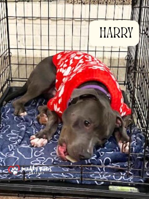 Enlarge Harry aka Potter:  Harry Potter Litter, a Adoptable mixed breed in Council Bluffs, IA image 6/6