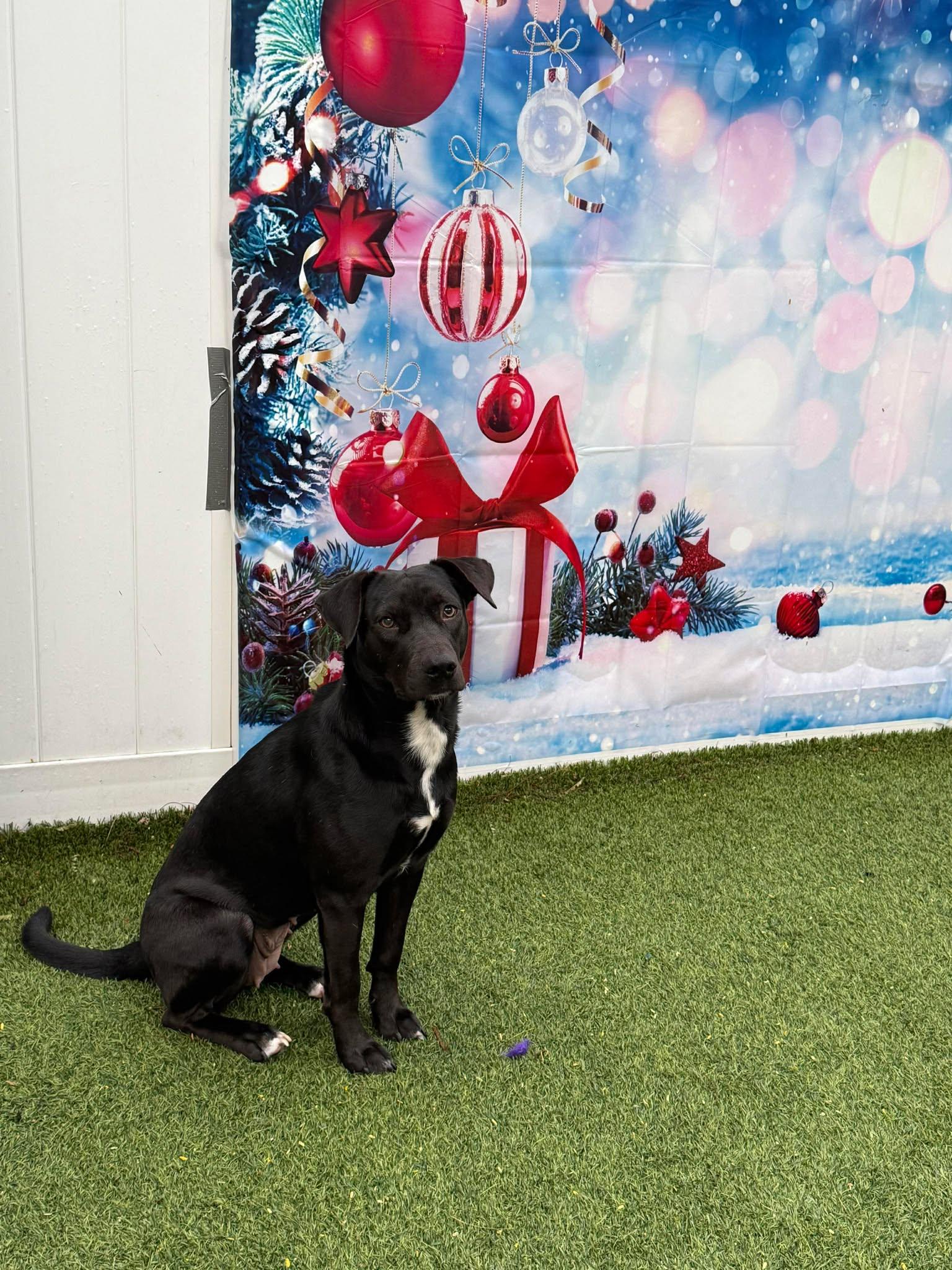 Amber, Adoptable, Young Female Labrador Retriever.