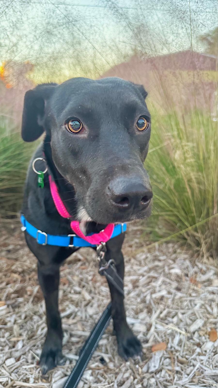 Amber, a Adoptable Labrador Retriever in Pompano Beach, FL image 1/3