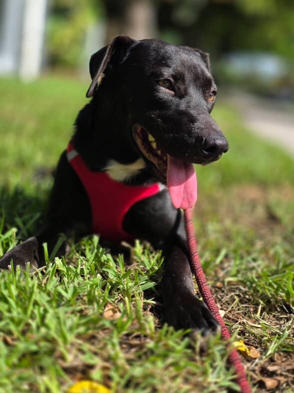 Amber, a Adoptable Labrador Retriever in Pompano Beach, FL image 2/3