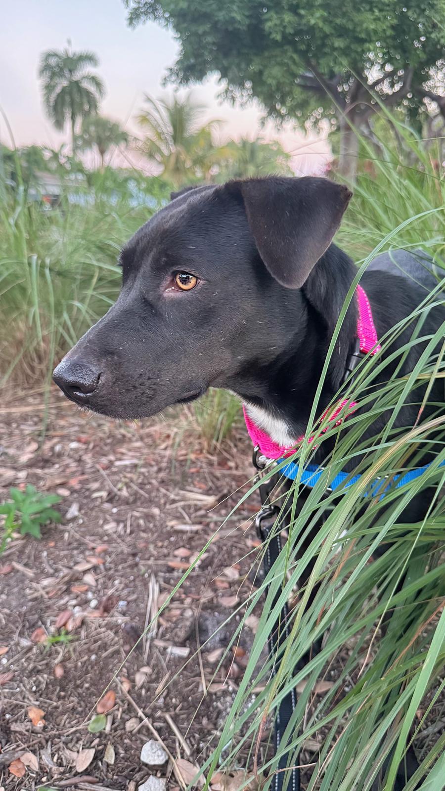 Amber, a Adoptable Labrador Retriever in Pompano Beach, FL image 3/3