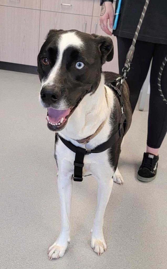 Enlarge Kansas, a Adopted mixed breed in Chillicothe, OH image 1/1