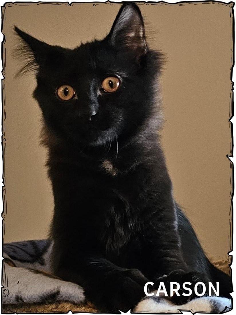 Carson , adopted, Kitten Male Domestic Short Hair.