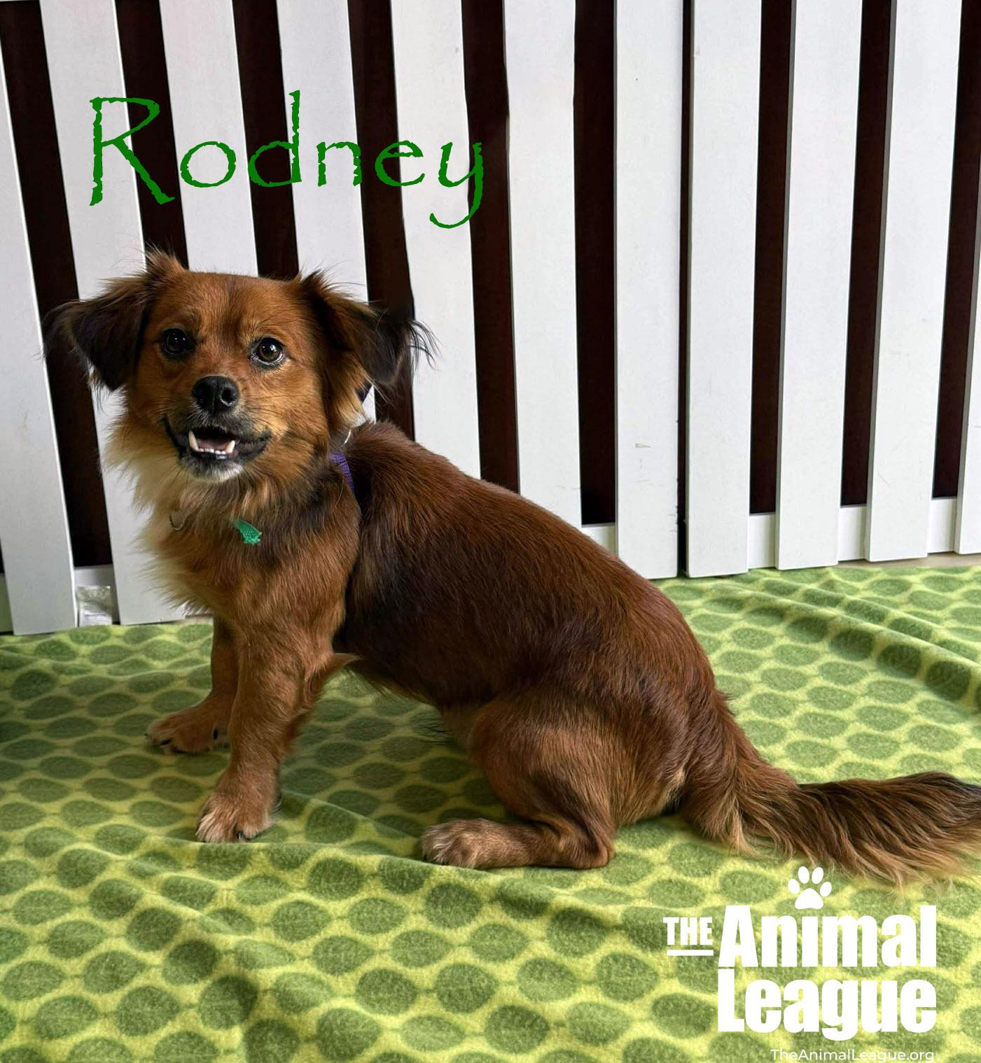 Rodney thumbnail 3