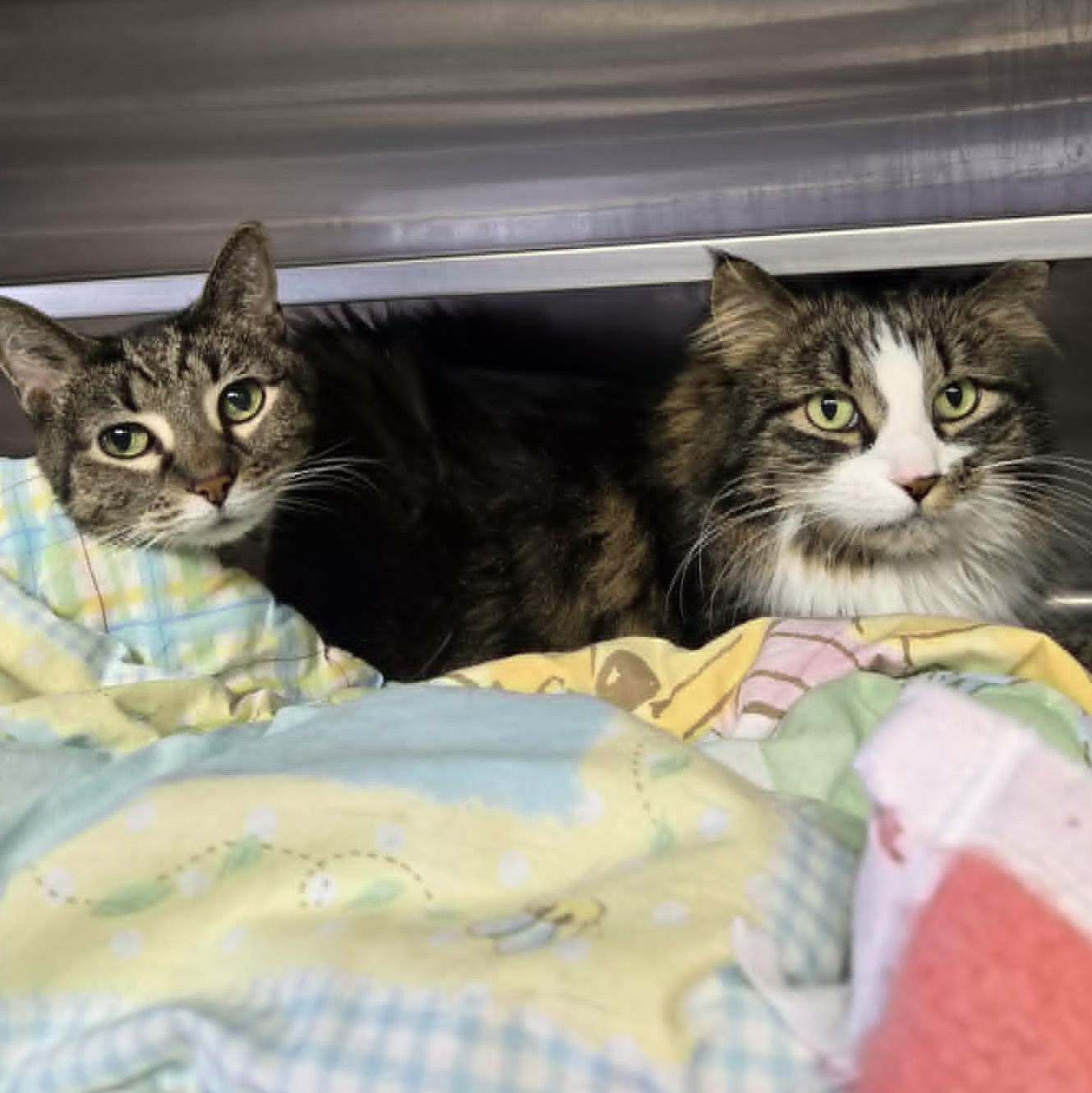 Gus and Nala *Bonded pair*, an adopted Domestic Medium Hair in Watertown, WI image 2/3