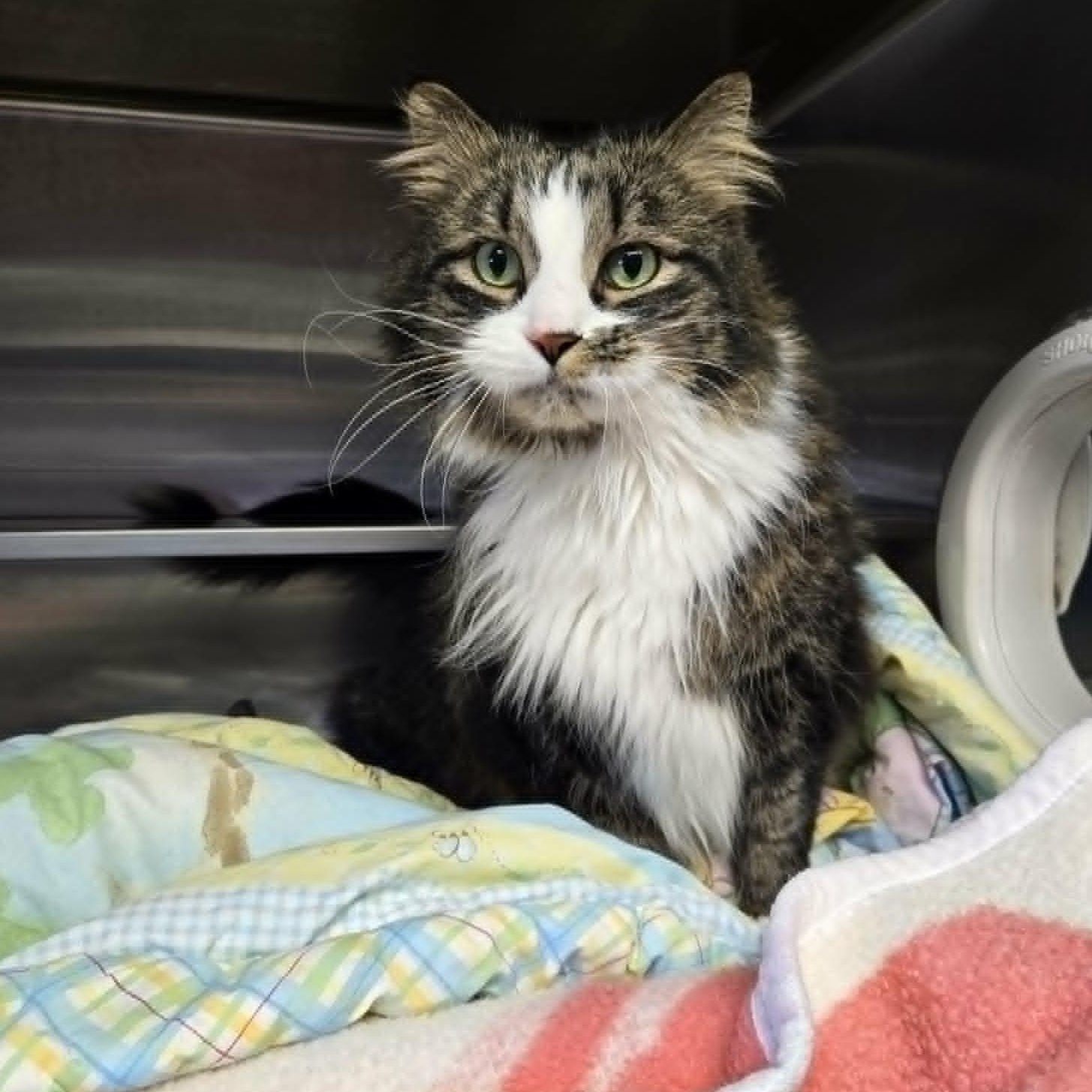 Gus and Nala *Bonded pair*, an adopted Domestic Medium Hair in Watertown, WI image 3/3