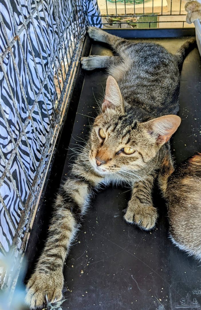 Enlarge Saber, a Adoptable Tabby in Cottonwood, CA image 2/5