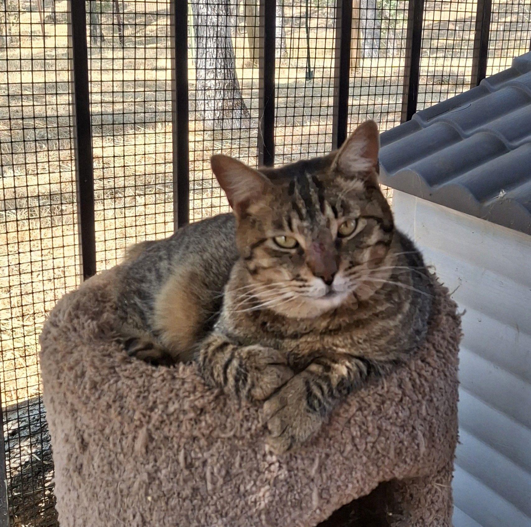 Enlarge Saber, a Adoptable Tabby in Cottonwood, CA image 1/5