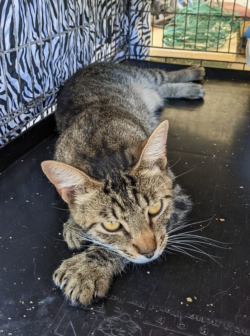 Enlarge Saber, a Adoptable Tabby in Cottonwood, CA image 3/5