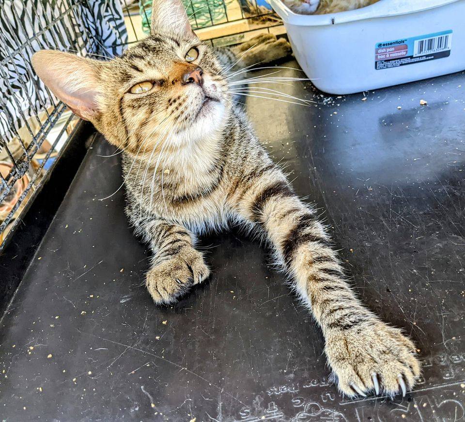 Enlarge Saber, a Adoptable Tabby in Cottonwood, CA image 4/5
