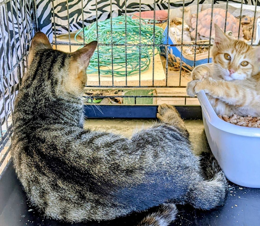 Enlarge Saber, a Adoptable Tabby in Cottonwood, CA image 5/5