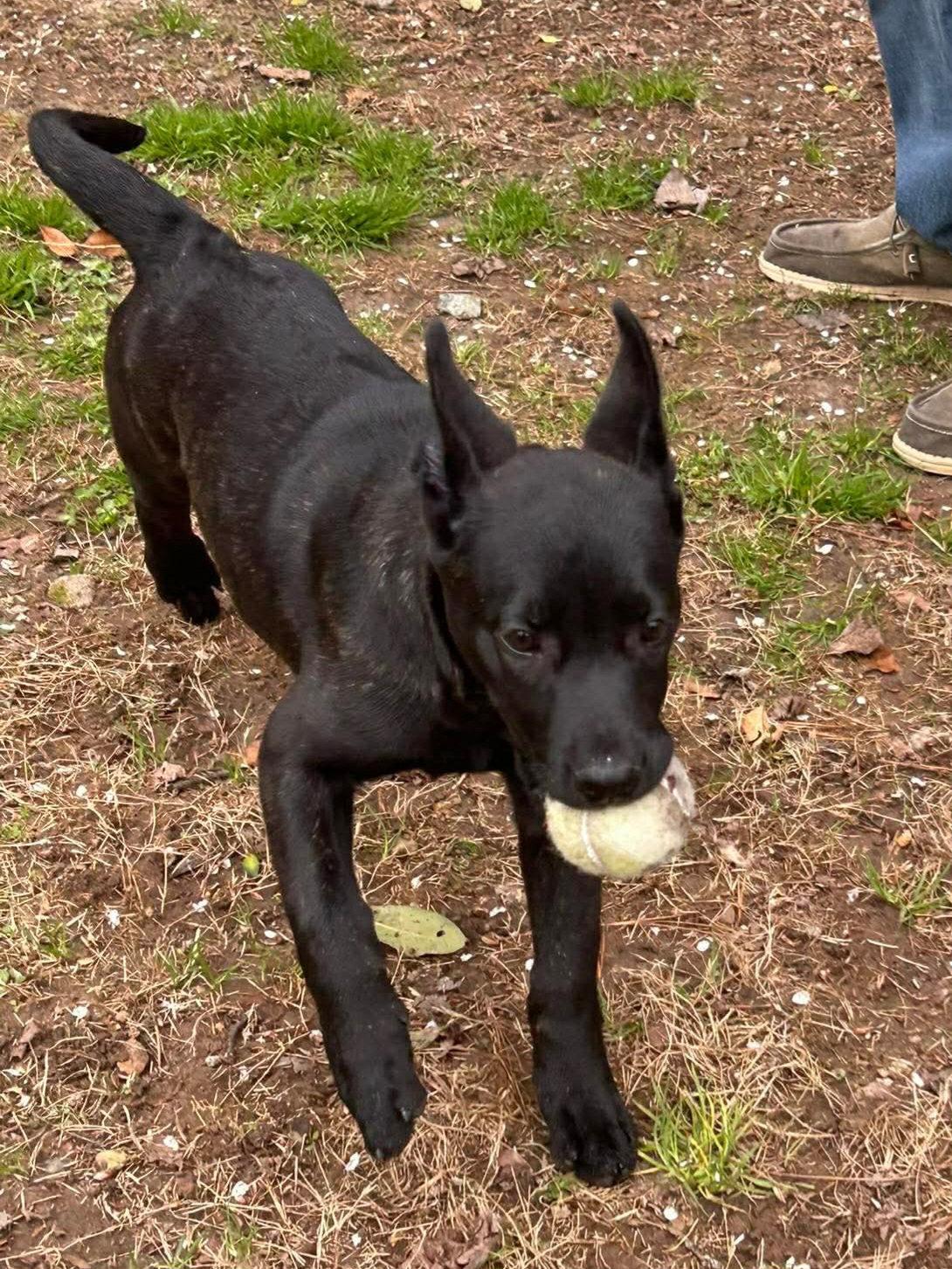 Trixie - CCHS, Adopted, Young Female Belgian Shepherd / Malinois & Pit Bull Terrier.
