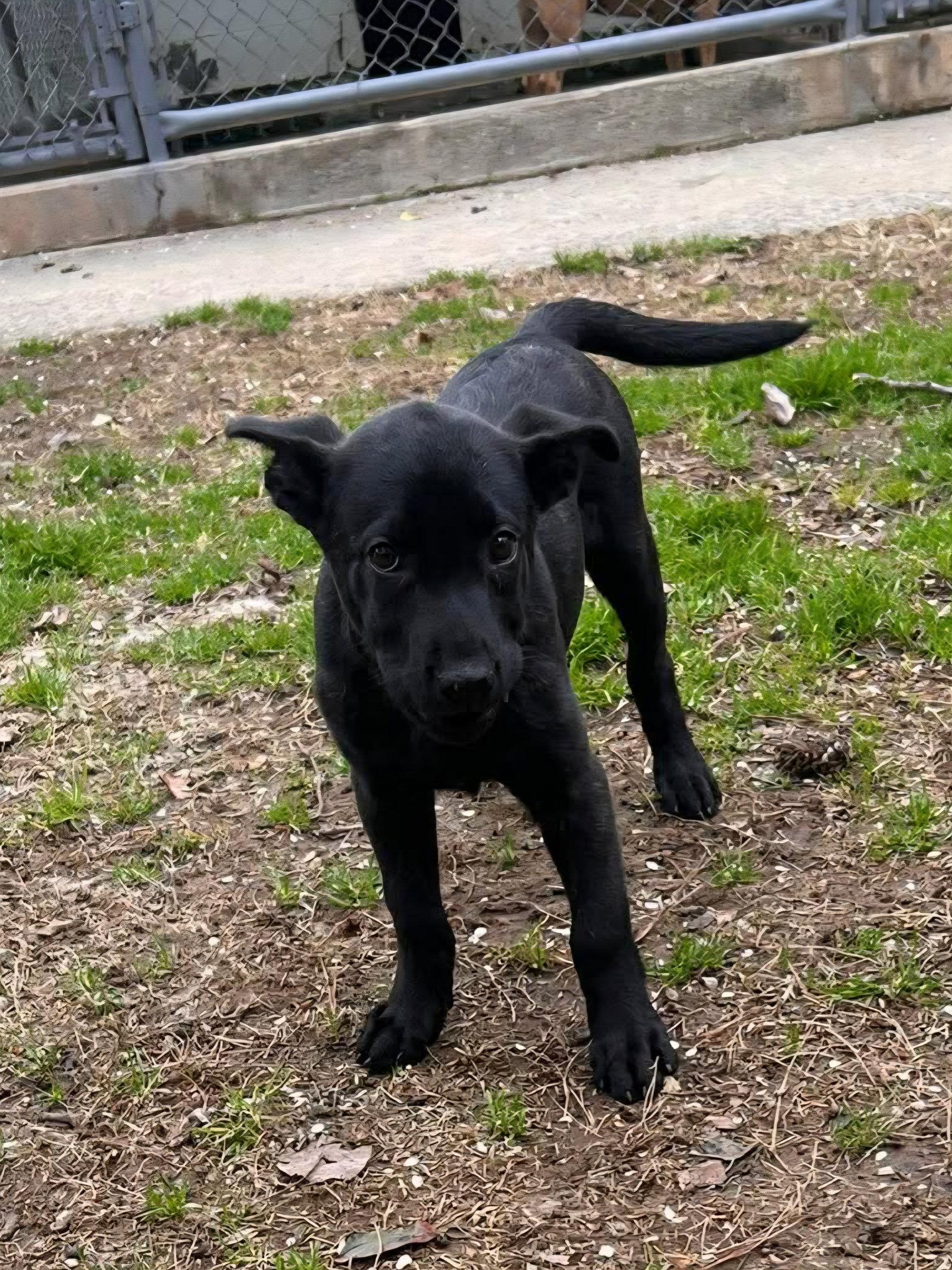 Trixie - CCHS, a Adopted mixed breed in Locust Grove, GA image 2/3