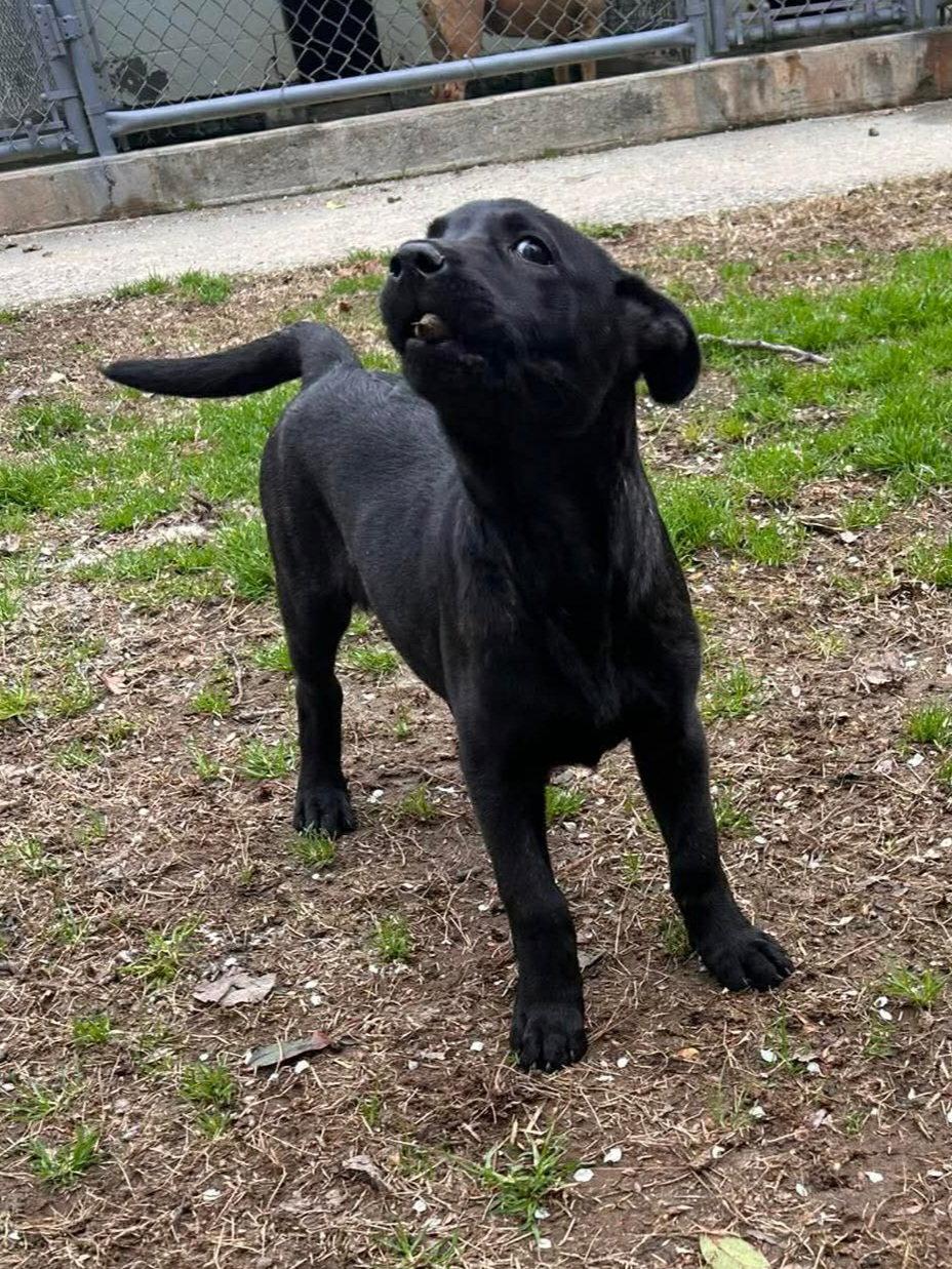 Trixie - CCHS, a Adopted mixed breed in Locust Grove, GA image 3/3