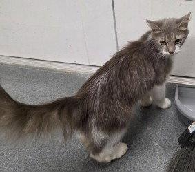 CA 126 Summer Breeze, Adoptable, Adult Female Domestic Short Hair.