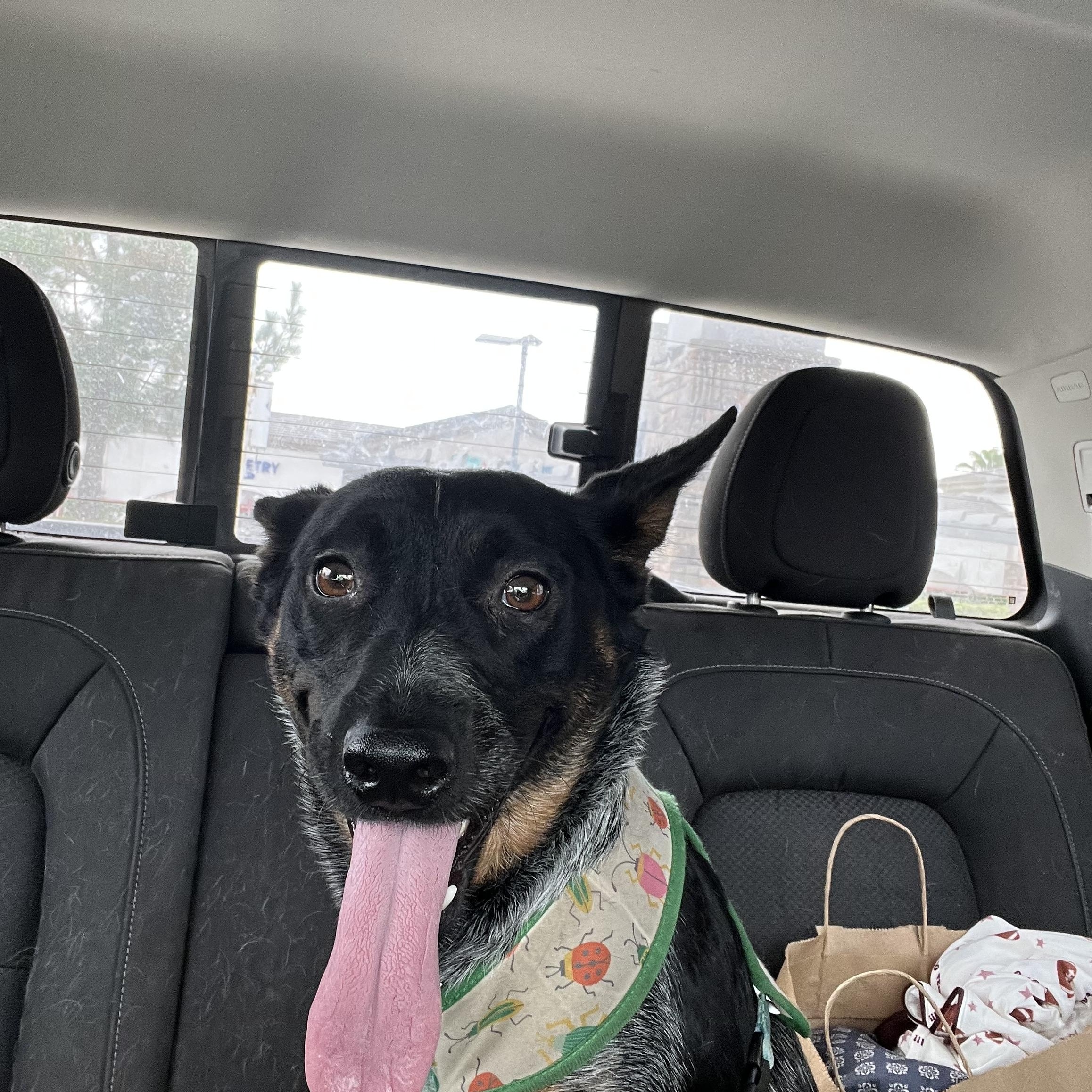 Enlarge Gigi, a ADOPTABLE Australian Cattle Dog / Blue Heeler in Forest Falls, CA image 2/5