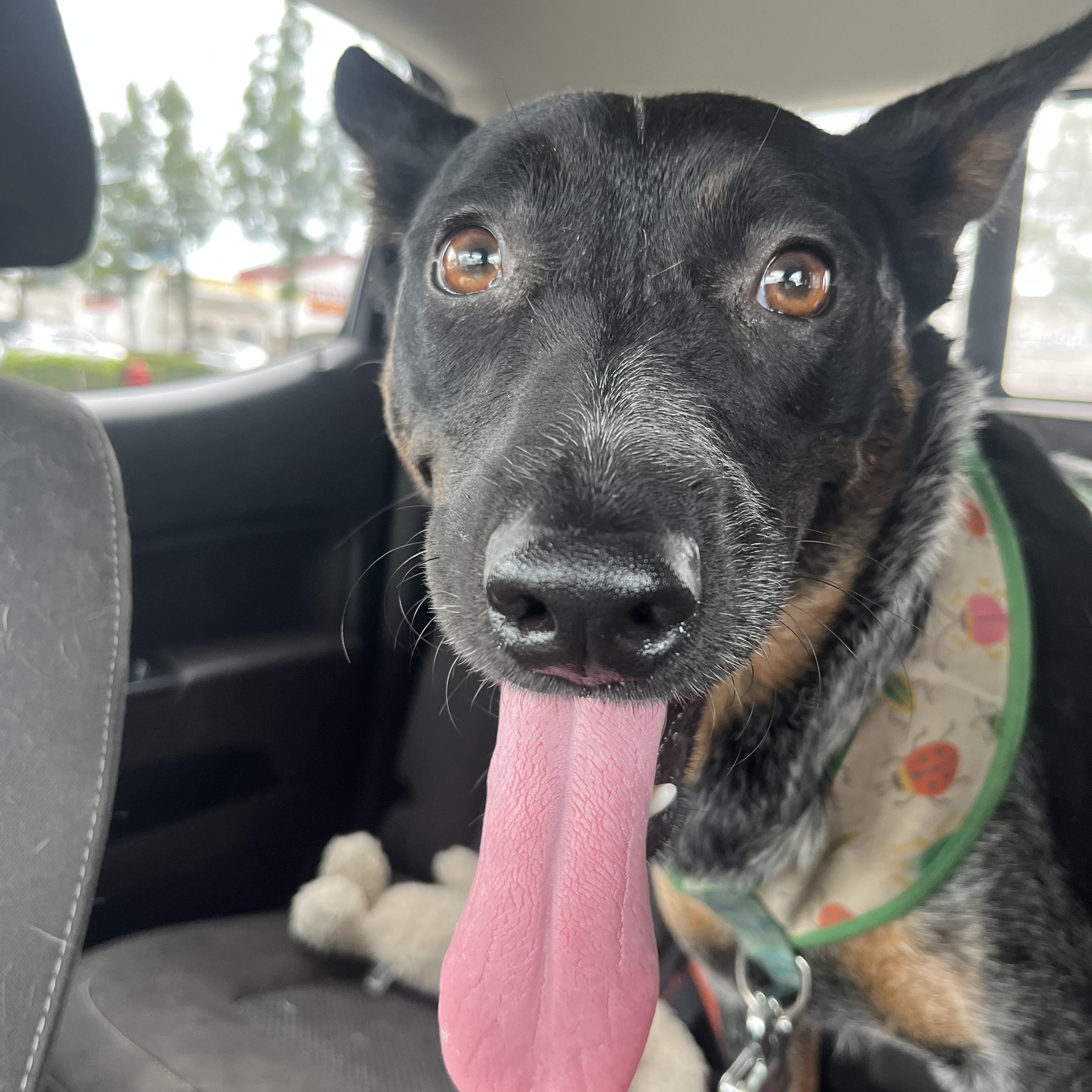 Gigi, ADOPTABLE, Young Female Australian Cattle Dog / Blue Heeler.