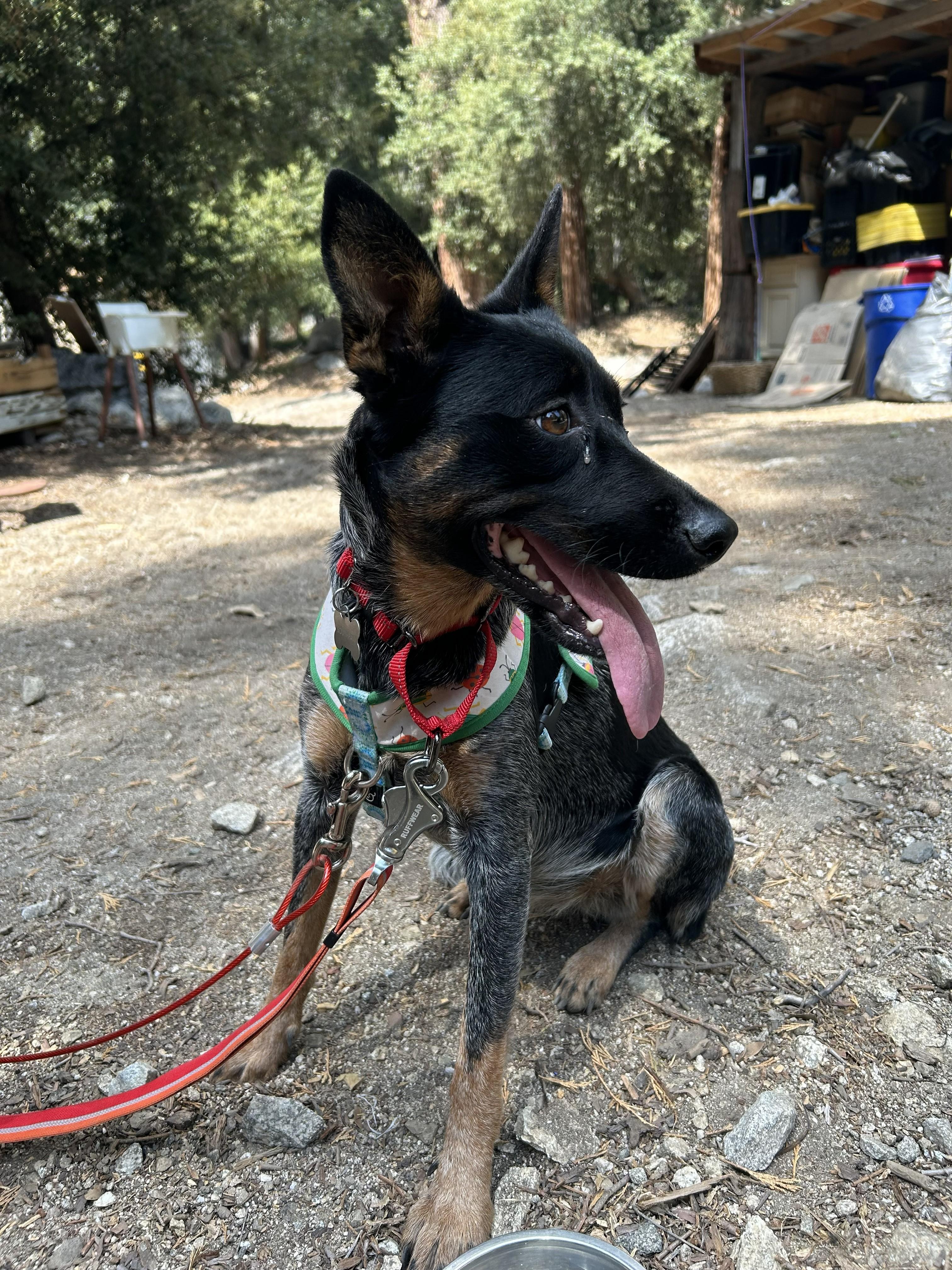 Enlarge Gigi, a ADOPTABLE Australian Cattle Dog / Blue Heeler in Forest Falls, CA image 5/5