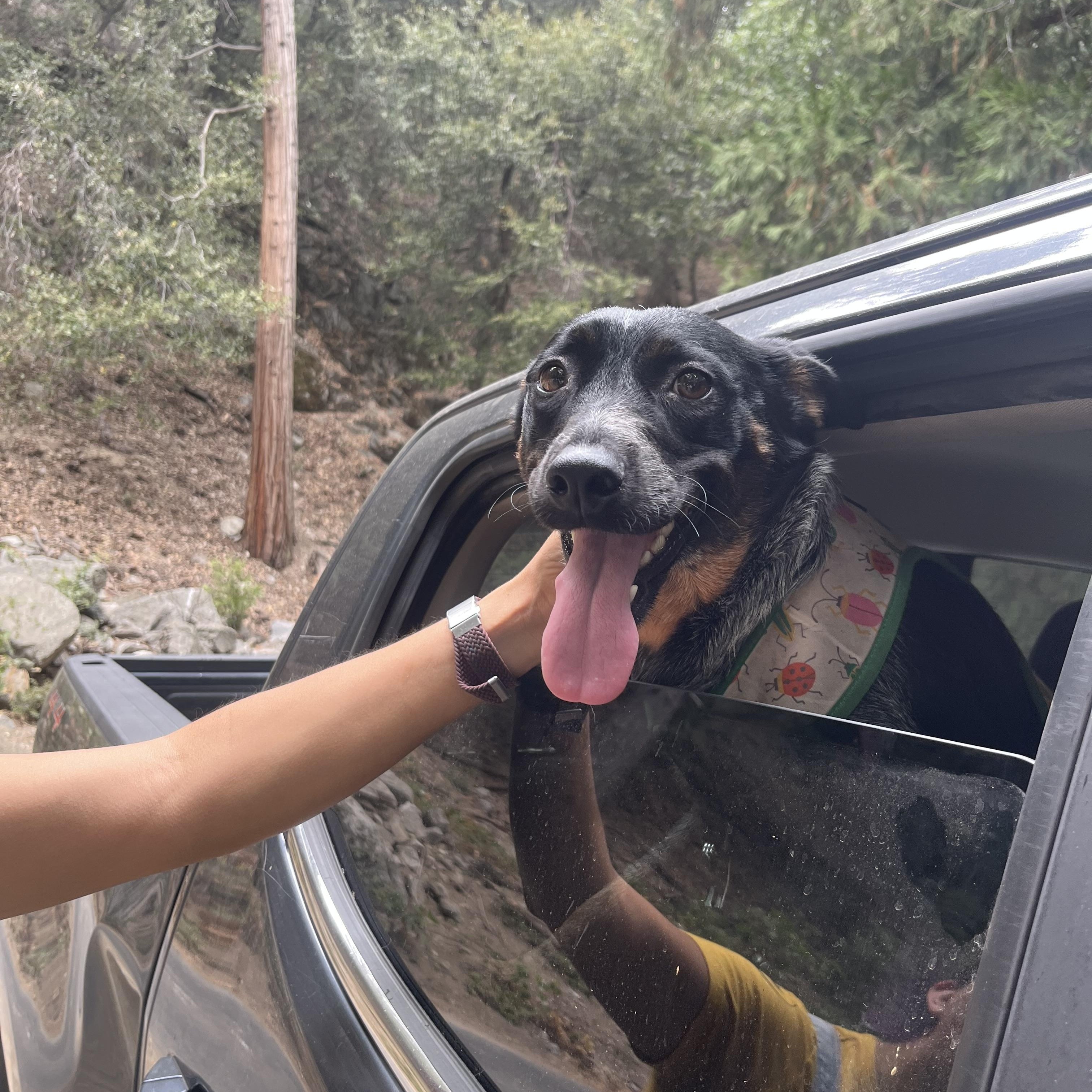 Gigi, Adoptable, Young Female Australian Cattle Dog / Blue Heeler.