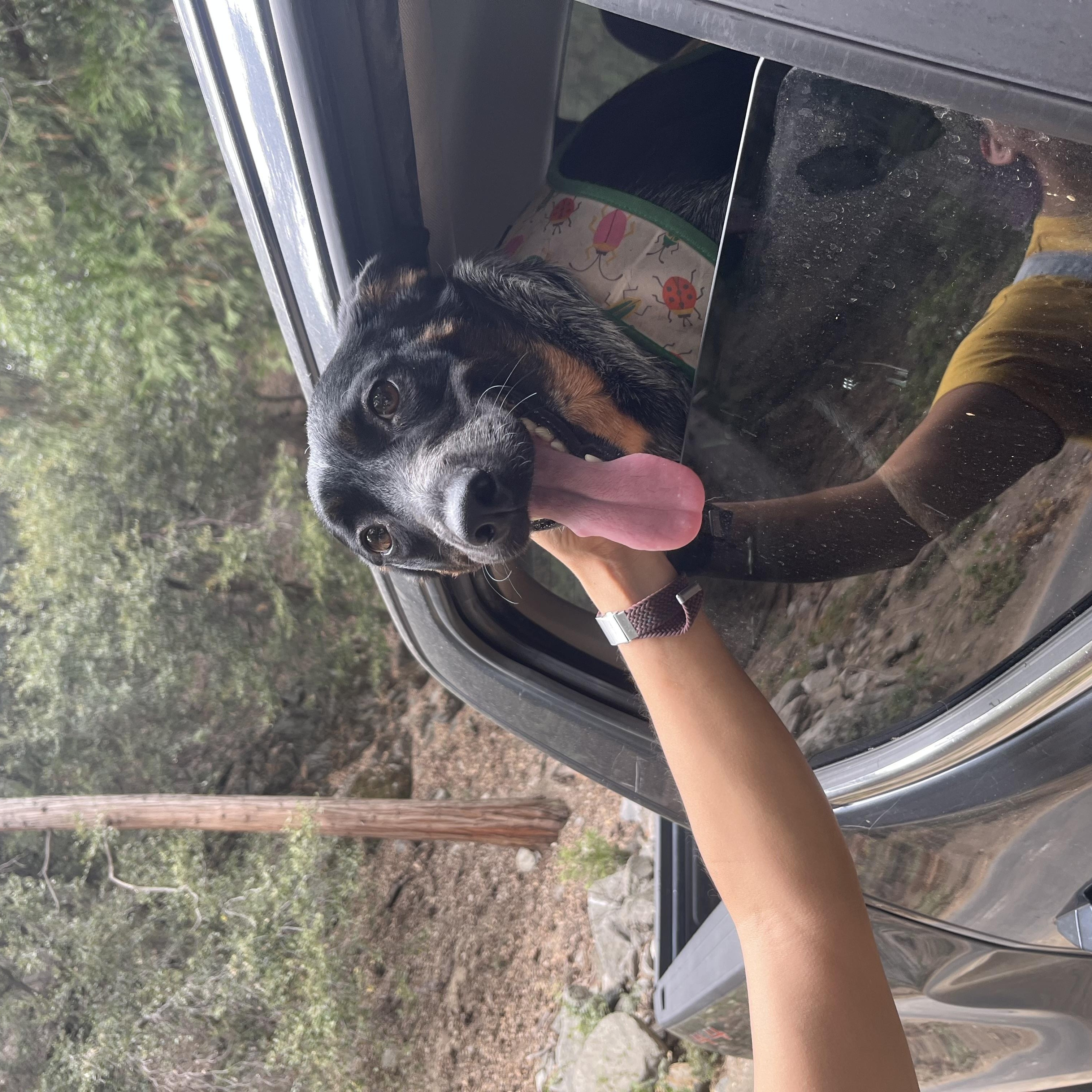Enlarge Gigi, a ADOPTABLE Australian Cattle Dog / Blue Heeler in Forest Falls, CA image 4/5