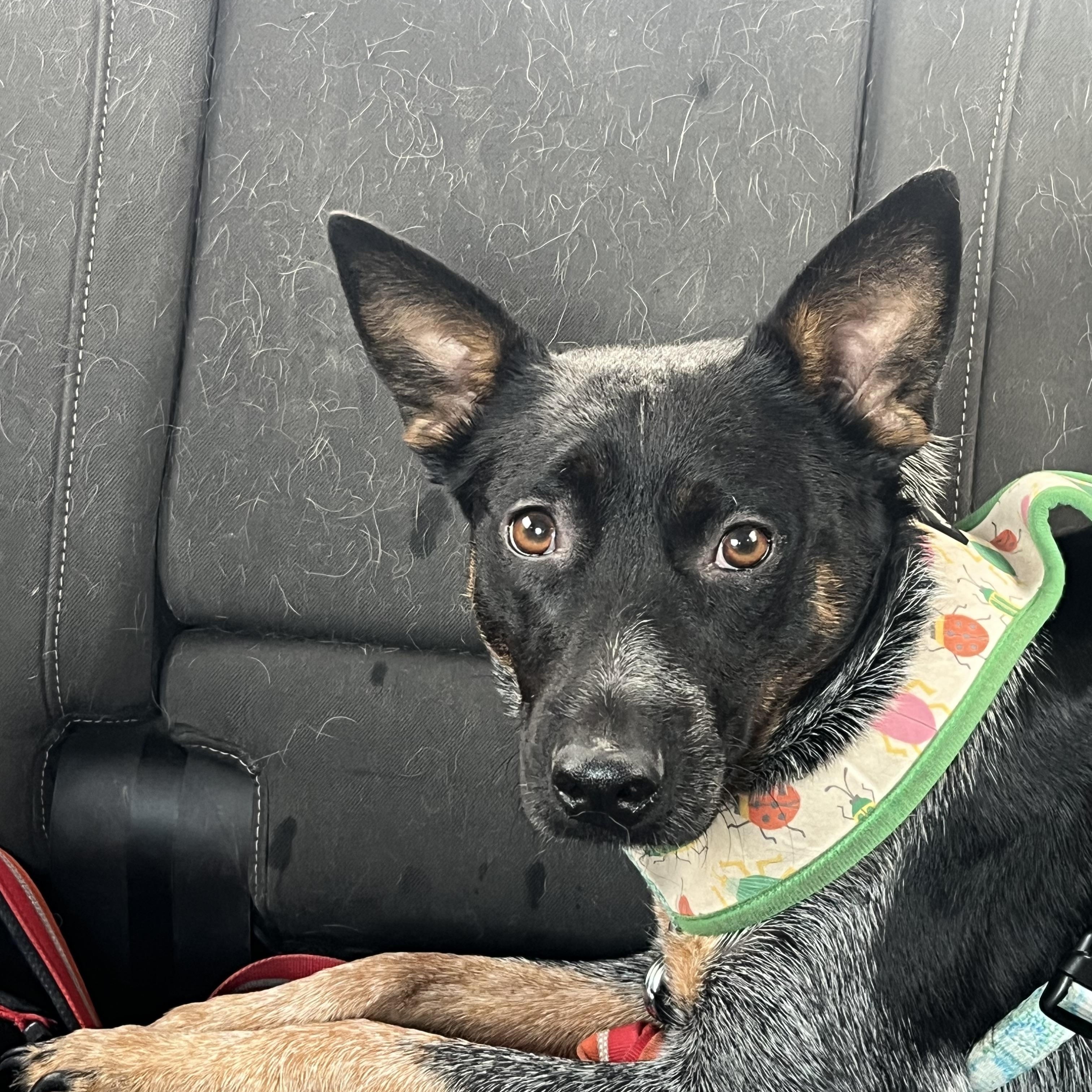 Enlarge Gigi, a ADOPTABLE Australian Cattle Dog / Blue Heeler in Forest Falls, CA image 3/5