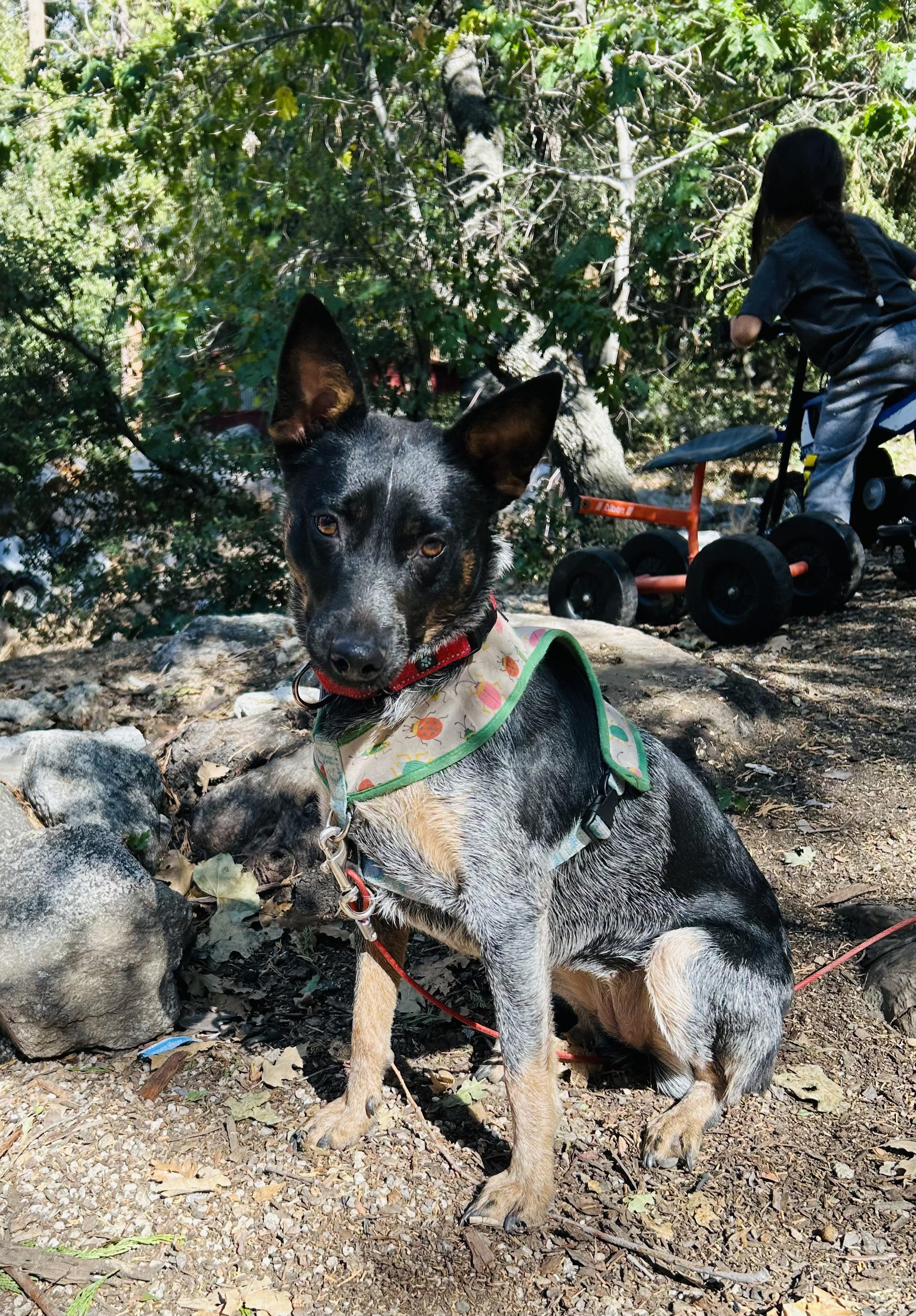 Enlarge Gigi, a Adoptable Australian Cattle Dog / Blue Heeler in Forest Falls, CA image 6/6
