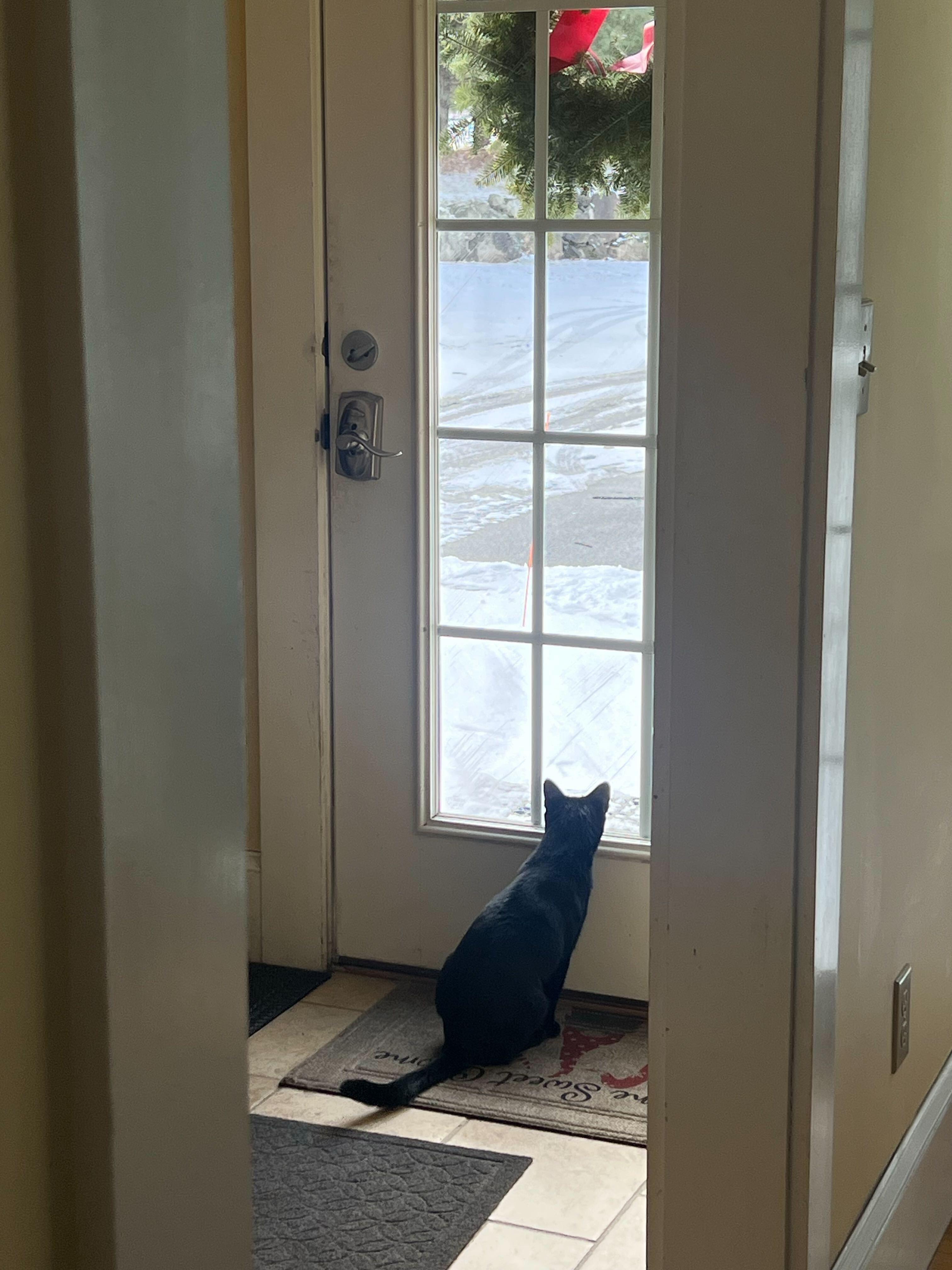 Minnie, a Adoptable Domestic Short Hair in Waltham, MA image 4/4